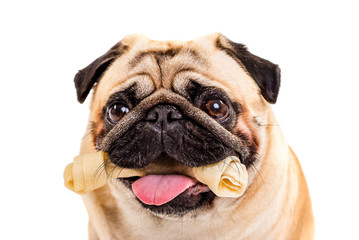 Dog pug with a bone in the mouth. Dog bone
