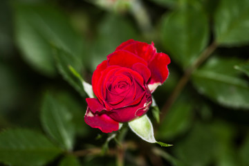 red rose