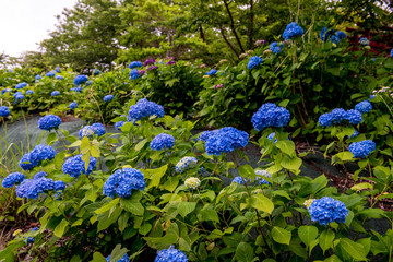 響山のアジサイ
