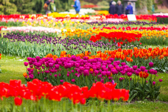 Image of tulip flowers in a park during tulip festival