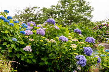 響山のアジサイ