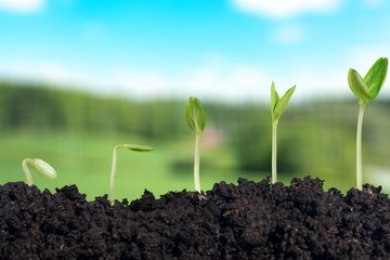 Growth of new life on  background