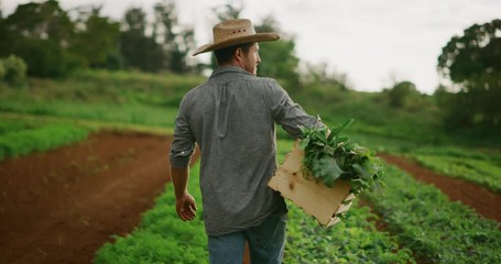 Young farmer walking down crop rows with fresh vegetable harvest, organic sustainable farming agriculture theme