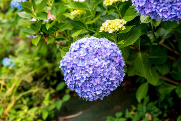 響山のアジサイ