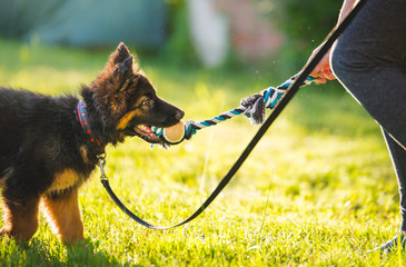 Young cute puppy of german shepherd dog during a puppy school training with the owner in the park,...
