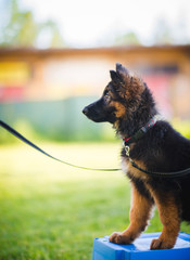 German shepherd puppy during a training session in a puppy school