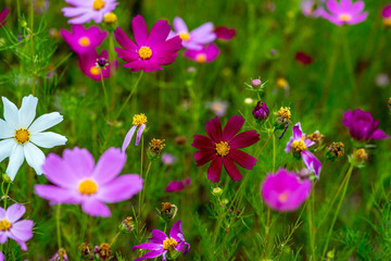 Fototapeta premium 季節外れのコスモス