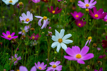 季節外れのコスモス