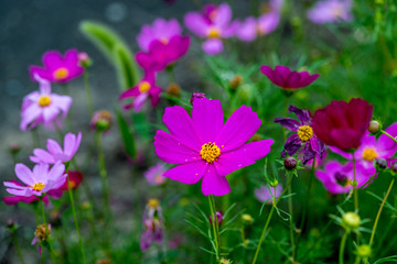 Fototapeta premium 季節外れのコスモス
