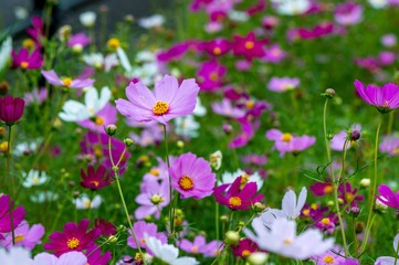 季節外れのコスモス