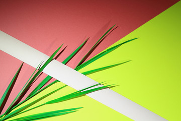 Zielone liście trawy na żółto różowym tle z białą przepaską. © Stanisław Błachowicz