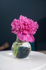 bouquet of red peonies in a vase stands on a white chair in the interior opposite black wall