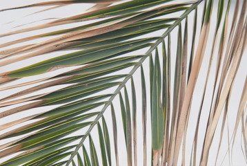 Textura de uma folha de palmeira velha com fundo branco