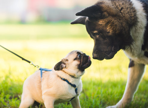 Small Pug Greeting And Meeting Big Akita Dog, Small And Big Dog