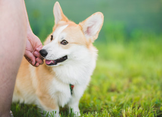 Welsh corgi pembroke dog during a training with its owner,well focused