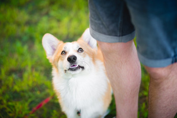 Welsh corgi pembroke dog during a training with its owner,well focused