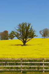 Rapeseed Field Tipperary Ireland