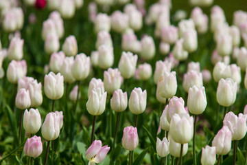 Image of purple tulip flowers in a garden