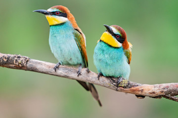 pair of bright cute birds sitting near