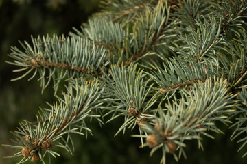 Spruce needles on a branch close up lit by the sun