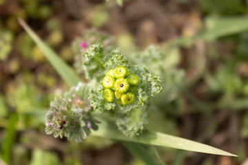 Blooming buds of a yellow plant in a flowerbed, macro photo