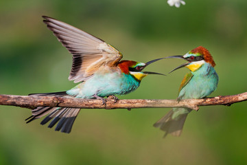 spring games of colored birds