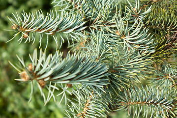Fir branch lit by the morning sun close up