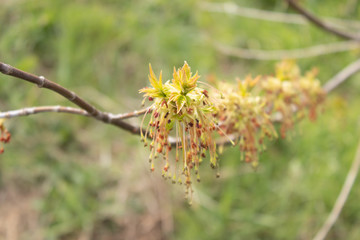 Beautiful flowering tree in spring