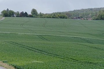 Fototapeta na wymiar Agriculture au printemps dans le nord de l france