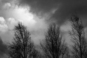 black and white dramatic sky with clouds and trees silhouettes