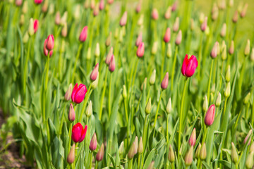 Image of purple tulip flowers in a garden