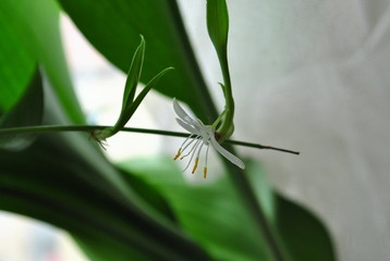 White flower
