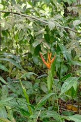 Héliconia psittacorum appelé bec de perroquet sur les chemins de Guyane française