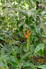 Héliconia psittacorum appelé bec de perroquet sur les chemins de Guyane française