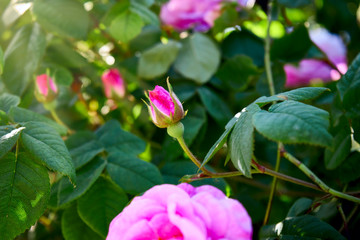 Obraz na płótnie Canvas beautiful rose bud in the sun