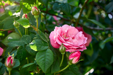 beautiful rose bud in the sun