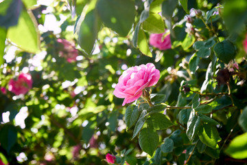 Obraz na płótnie Canvas beautiful rose bud in the sun