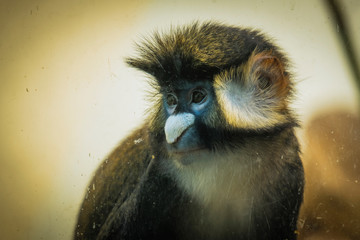 Bonito retrato de macaco no zoo