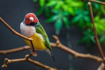bonitp pássaro colorido na galha da árvore