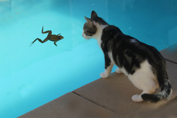 chaton regardant une grenouille dans l'eau