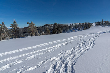 Winter landscape of Vitosha Mountain, Sofia City Region, Bulgaria