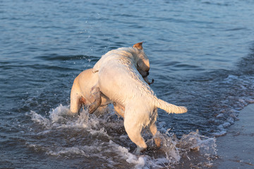 labradors playing in the sea