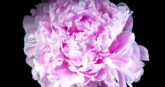 Beautiful pink peony flower blooming in timelapse close up
