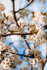 blossoms