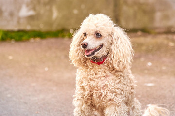 Cute poodle of a light color with a collar on the city street