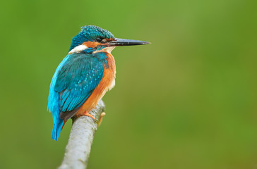 Kingfisher (Alcedo atthis) close up
