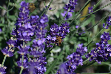 lavender with bee 3