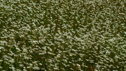 Close up of daisy field for textured natural background pattern