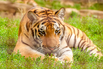 Naklejka na ściany i meble Portrait of an amur tiger in a zoo