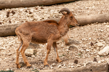 Portrait of a barbary sheep in a zoo